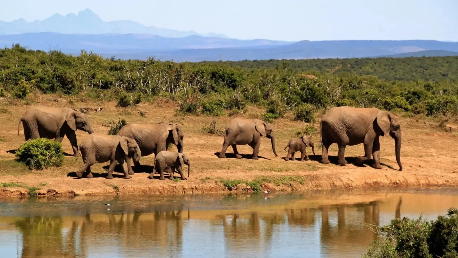 Elephant